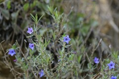 Lithodora