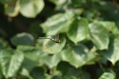 Anax parthenope julius