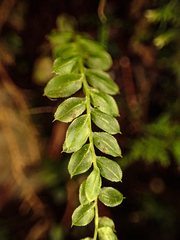 Mniaceae