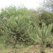 Euphorbia breviarticulata - Photo (c) Kenneth Bader,  זכויות יוצרים חלקיות (CC BY-NC), הועלה על ידי Kenneth Bader