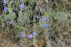 Lithodora