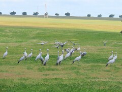 Anthropoides paradiseus