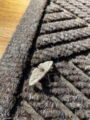 Digrammia gnophosaria