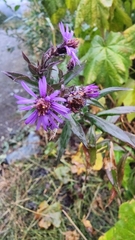 Canadanthus modestus