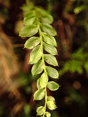 Mniaceae
