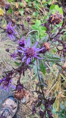 Canadanthus modestus