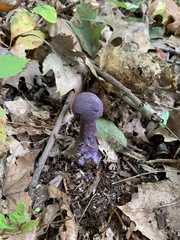Cortinarius violaceus