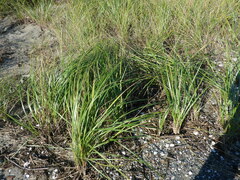 Ammophila breviligulata