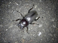 Dorcus rectus rectus