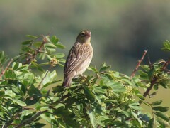 Euplectes capensis capensis