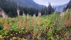 Canadanthus modestus