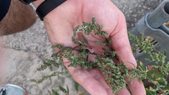 Chenopodium album