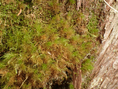 Dicranum fuscescens