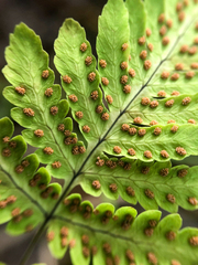 Gymnocarpium dryopteris