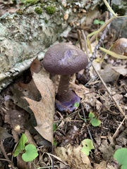 Cortinarius violaceus