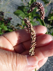 Persicaria extremiorientalis