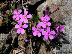 Saponaria ocymoides