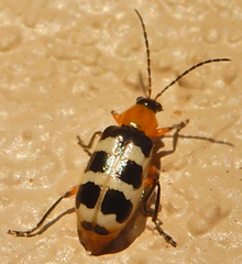 Paranapiacaba tricincta