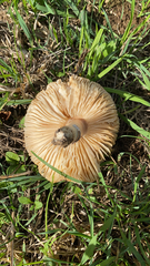 Marasmius oreades