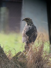 Buteogallus meridionalis