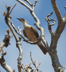 Philemon argenticeps