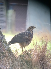 Buteogallus meridionalis