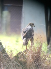 Buteogallus meridionalis