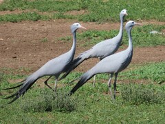 Anthropoides paradiseus