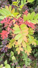 Sorbus sitchensis