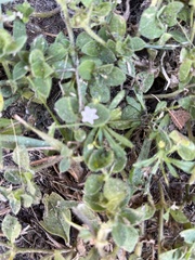 Richardia brasiliensis