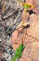Euryops abrotanifolius