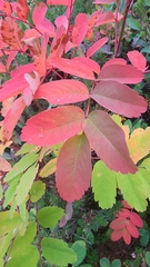 Sorbus sitchensis