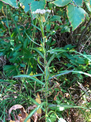 Achillea alpina