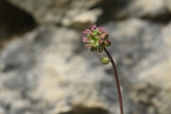 Sanguisorba
