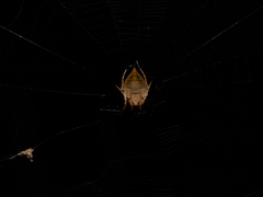 Ideocaira transversa