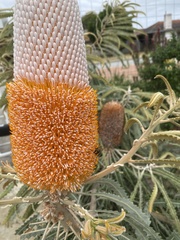 Banksia prionotes