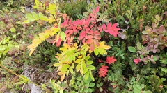 Sorbus sitchensis