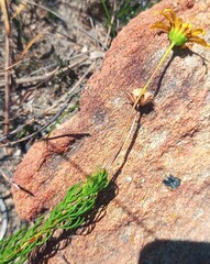 Euryops abrotanifolius