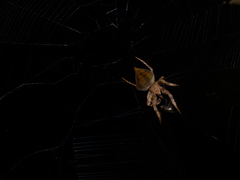 Ideocaira transversa