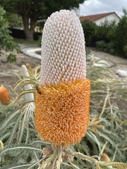 Banksia prionotes