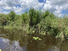 Eupatorium capillifolium