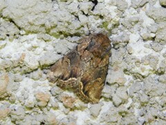 Manga melanodonta