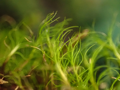 Distichium capillaceum