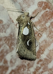 Plagiomimicus olvello