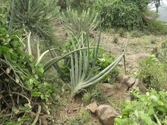 Sansevieria ehrenbergii