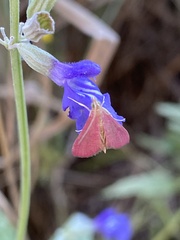 Pyrausta inornatalis