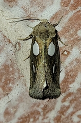 Plagiomimicus olvello