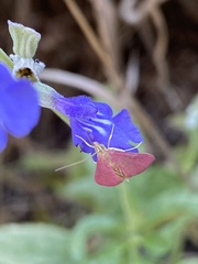 Pyrausta inornatalis