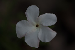Mandevilla hypoleuca