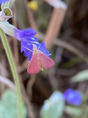 Pyrausta inornatalis
